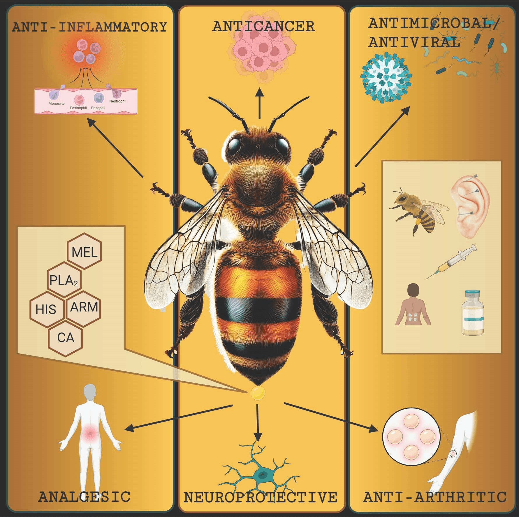 Bee Venom Holds Potential for Cancer Treatment
